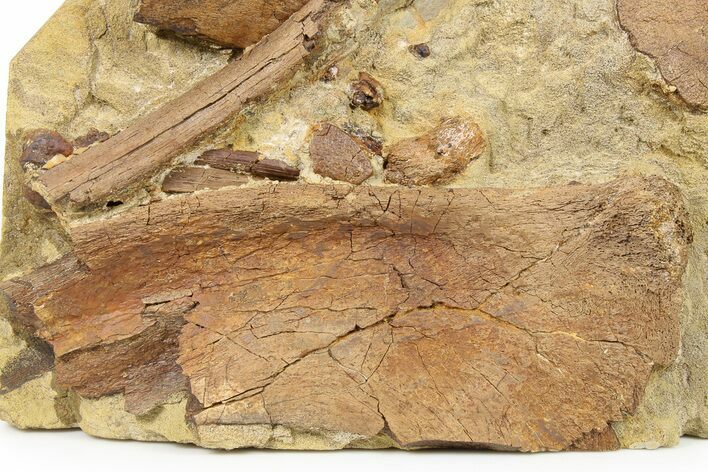 Dinosaur Tendons and Bones in Sandstone - Wyoming #264953